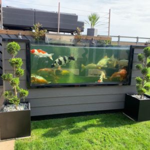 koi tank