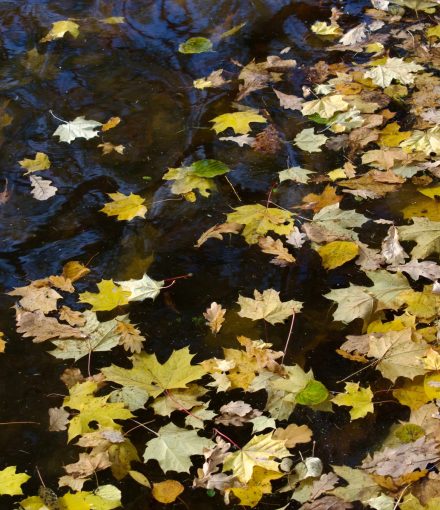 vijver onderhouden herfst