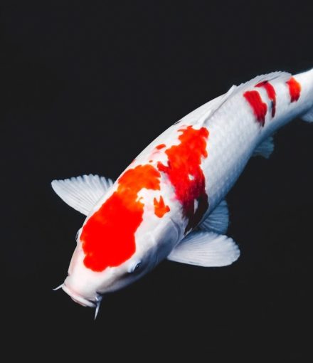 kohaku koi